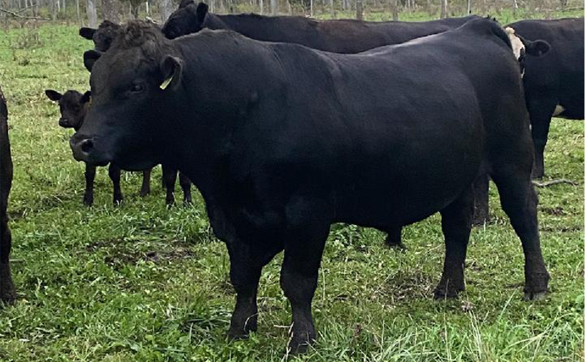 Black Angus Registered Top Rated Stud Bull - Ice Pick