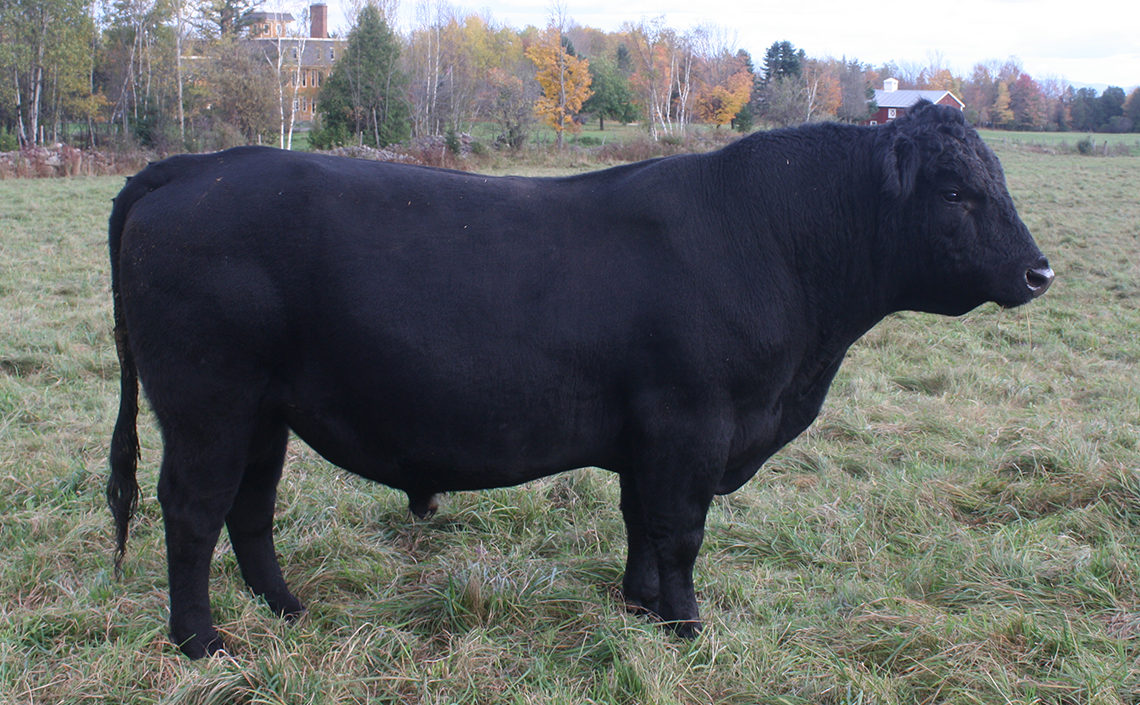 Black Angus Registered Top Rated Stud Bull - Massive Storm