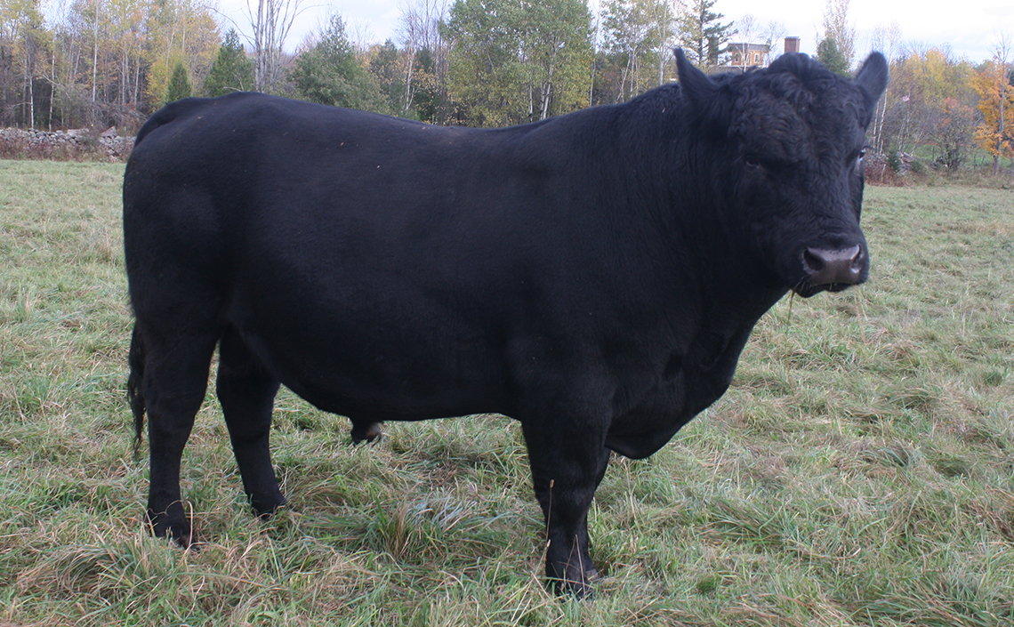 Black Angus Registered Top Rated Stud Bull - Massive Storm