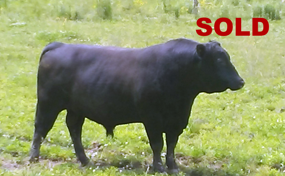 Black Angus Registered Top Rated Stud Bull - Nugget