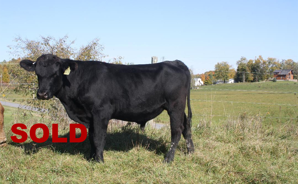 Black Angus Registered Top Rated Stud Bull - General Rampage