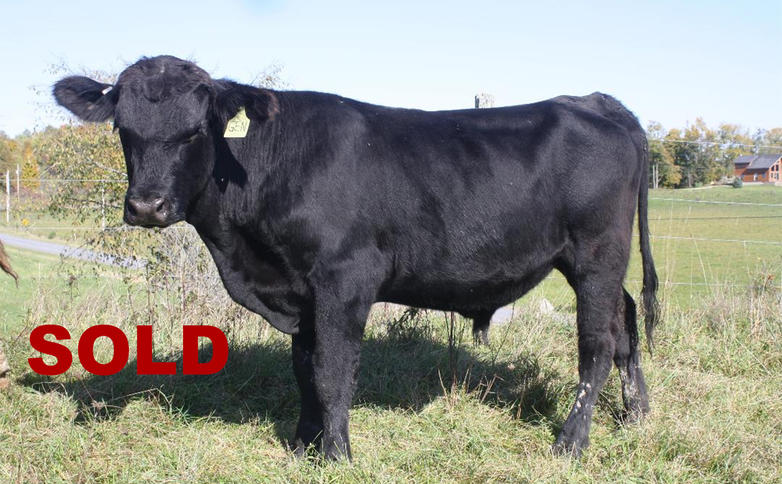 Black Angus Registered Top Rated Stud Bull - General Rampage