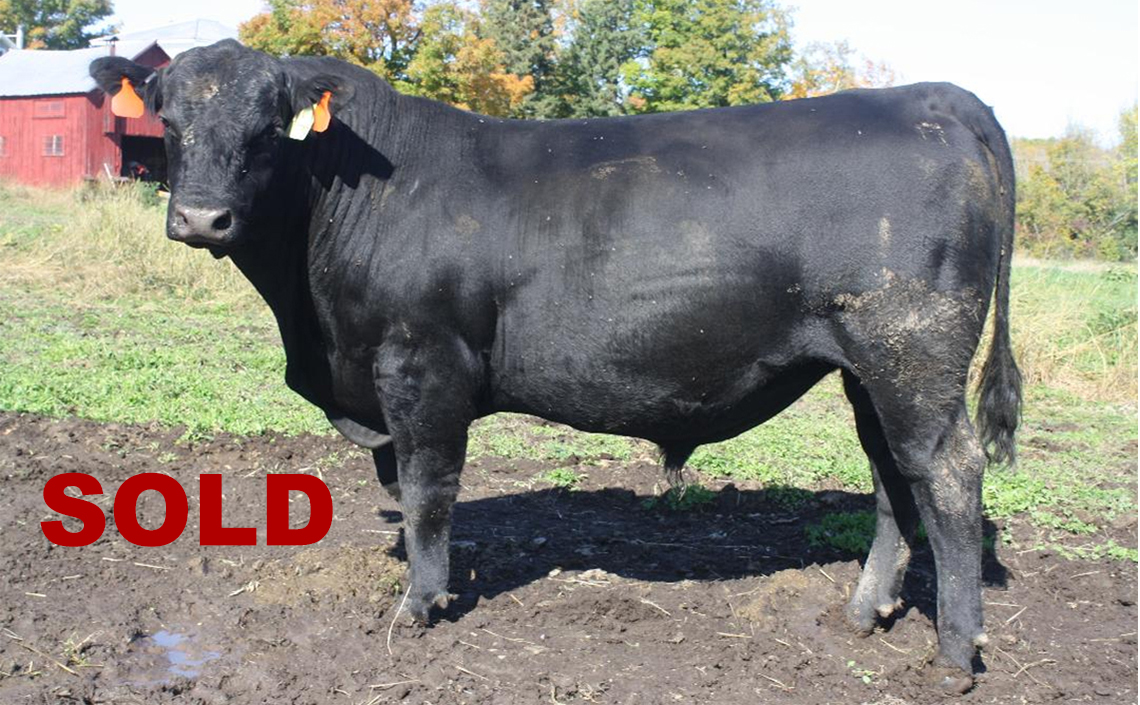 Black Angus Registered Top Rated Stud Bull - Topper