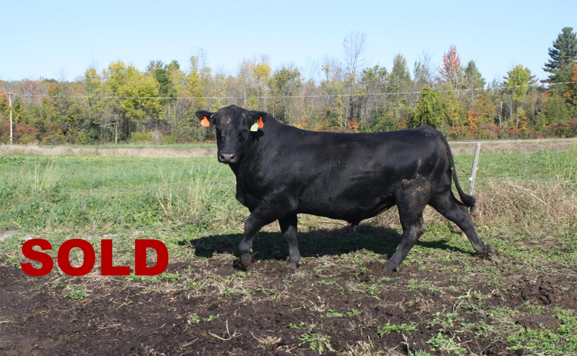 Black Angus Registered Top Rated Stud Bull - Topper