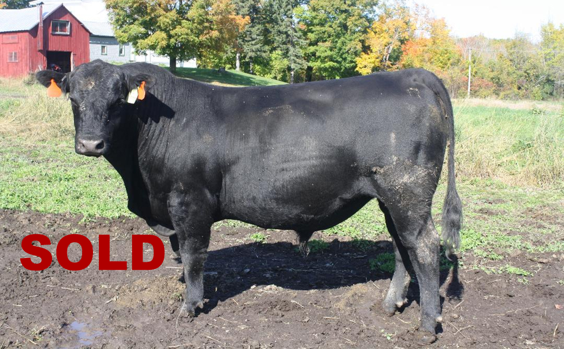 Black Angus Registered Top Rated Stud Bull - Topper