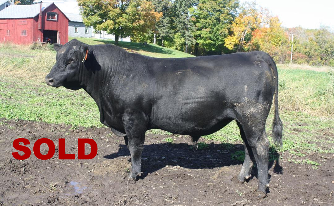 Black Angus Registered Top Rated Stud Bull - Topper